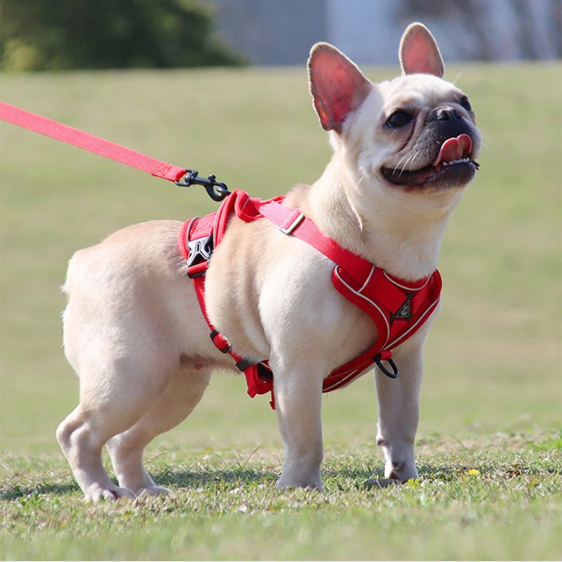 Adjustable Dog Harness