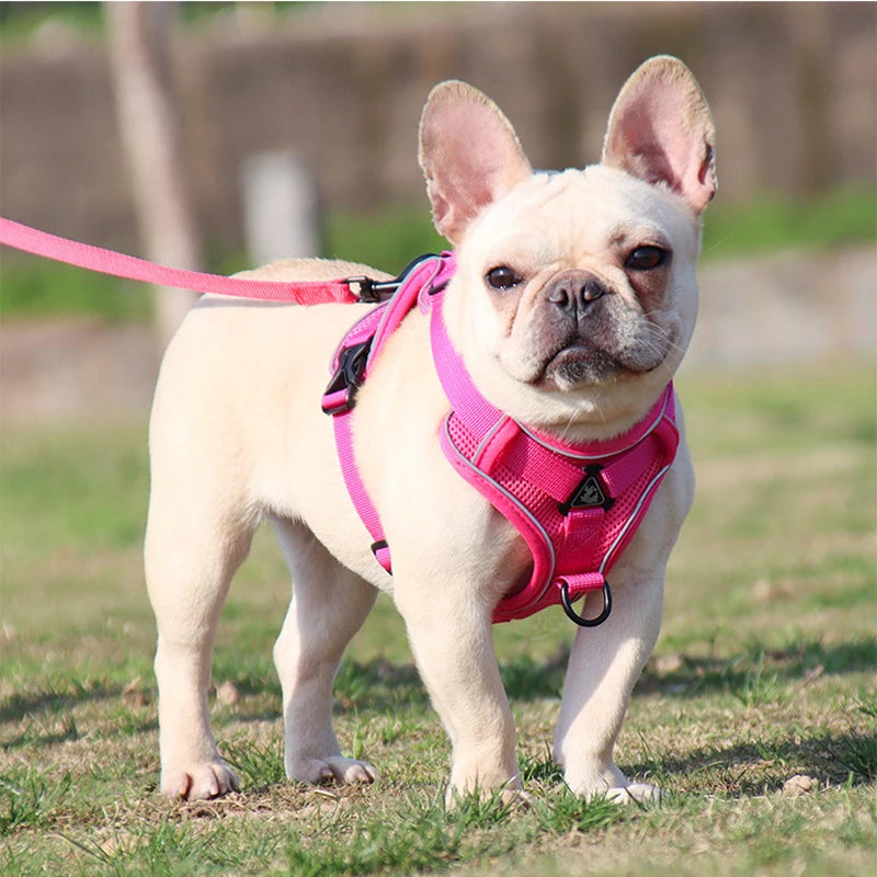 Adjustable Dog Harness