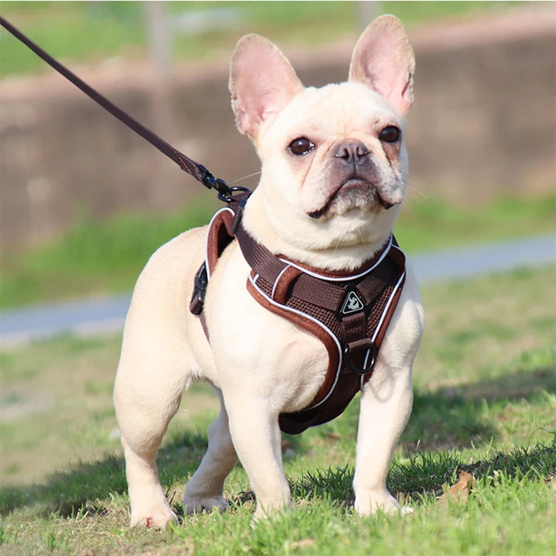 Adjustable Dog Harness