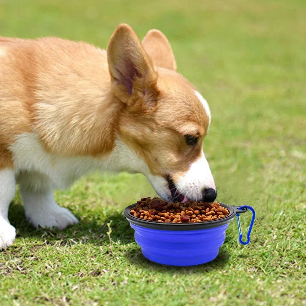 Folding Dog Feeding