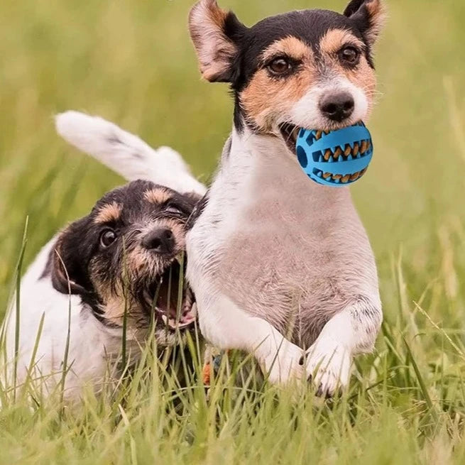 Dog Chew Ball